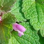 Lamium purpureumFlower