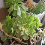 Aeonium undulatum Лист