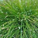 Isolepis cernua Leaf