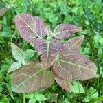 Atriplex hortensis Hoja