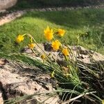 Narcissus gaditanus Flower
