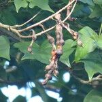 Erythrina amazonica Meyve
