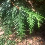 Thuja plicataBlad