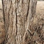 Faidherbia albida Rinde