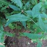 Bouvardia ternifolia Leaf