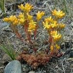 Sedum lanceolatum Plante entière