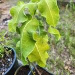 Asclepias amplexicaulis Leaf