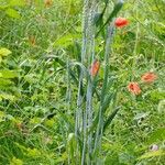 Triticum aestivum Habit