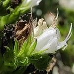Echium aculeatum Floare