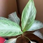 Aglaonema commutatum Leaf