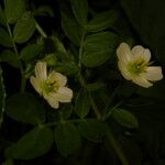 Kallstroemia pubescens Blomma