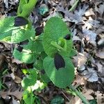 Aristolochia fontanesii Leaf