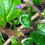 Plectranthus brevimentum