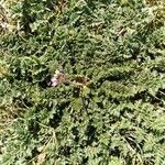 Erodium cicutarium Leaf