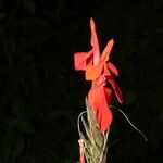 Aphelandra aurantiaca Çiçek