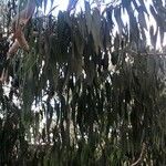 Eucalyptus dalrympleana Blad