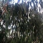 Eucalyptus dalrympleana Yaprak