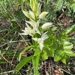 Cephalanthera longifoliaFlor