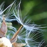 Lactuca plumieri Frukt