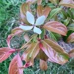 Cornus hongkongensis Цвят