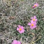 Helianthemum vesicarium Kvet