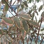 Pittosporum tenuifolium List