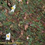 Helianthemum neopiliferum Muu