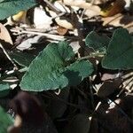 Aristolochia pistolochia Blad