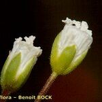 Cerastium carinthiacum Плод