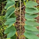 Bauhinia variegata Φύλλο