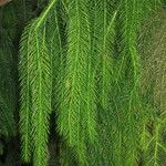 Dacrydium elatum অভ্যাস