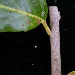 Xylosma longifolia Bark