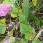 Malva hispanica Hoja