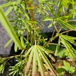 Lupinus angustifolius Leaf