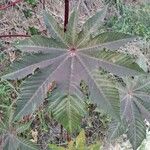 Ricinus communisपत्ता