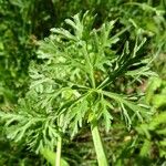 Malva moschata Levél