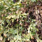 Asplenium x alternifolium ഇല