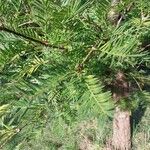 Torreya californica Hoja