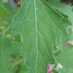 Chenopodium giganteum Blad