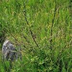 Salix myrsinifolia Alkat (teljes növény)