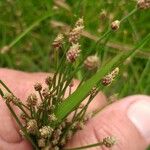 Isolepis cernua Цветок