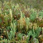 Lycopodium × oellgaardii Habit