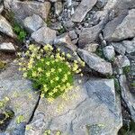 Saxifraga exarata Hábito