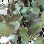 Kalanchoe beharensis ᱛᱟᱦᱮᱸ