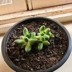 Pachyphytum compactumYaprak