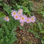 Tanacetum coccineumFlower