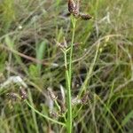 Rhynchospora eximia Flor