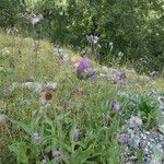 Cirsium monspessulanum आदत