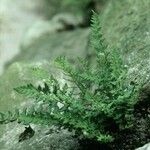 Woodsia ilvensis موطن