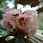 Rhododendron arizelum Flower